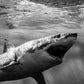 Surprise - Mexico Shark Photos
