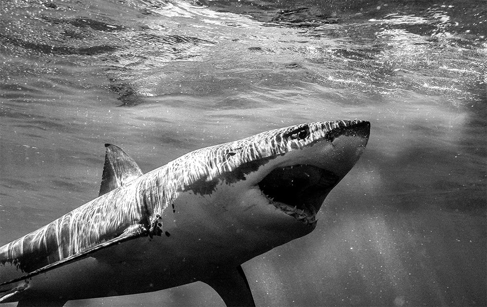 Surprise - Mexico Shark Photos