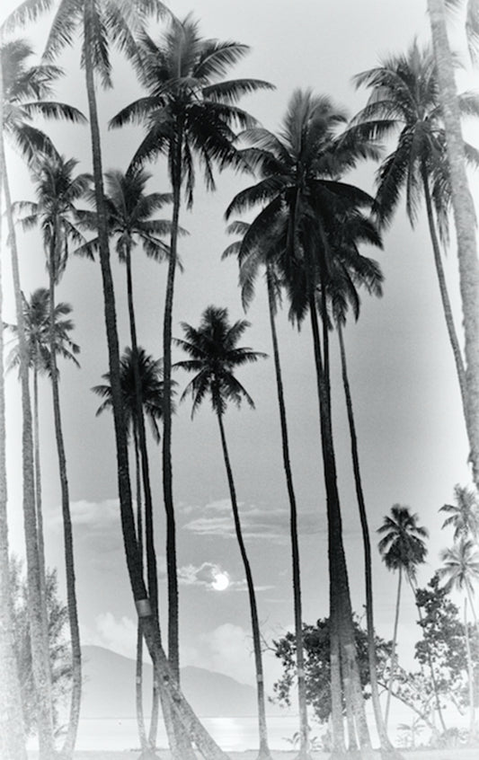 Tahiti Palm Trees Photos