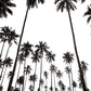 Tahiti Palm Trees Photos