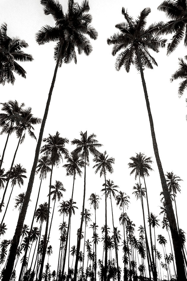 Tahiti Palm Trees Photos