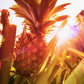 Tahiti Pineapple Photos