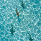 Tahiti Sharks Aerial Photos