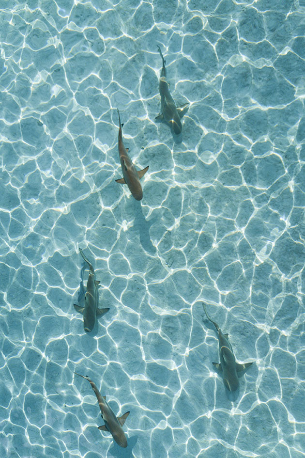 Tahiti Sharks Aerial Photos