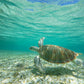The Dude - Hawaiian Sea Turtle Photos