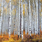 Vail Aspen Tree Landscape Photos