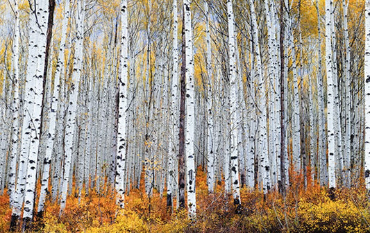 Vail Aspen Tree Landscape Photos