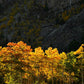 Vail Autumn Trees Photos