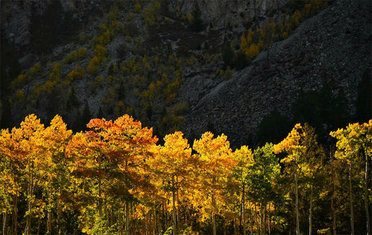 Vail Autumn Trees Photos