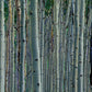 Vail Colorado Tree Photos