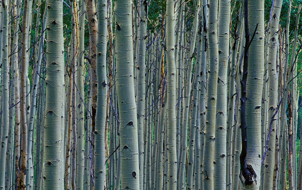 Vail Colorado Tree Photos