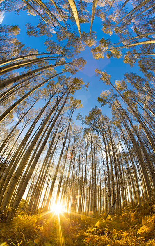 Vail Colorado Trees Fisheye Photos