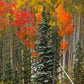  Vail Fall Foliage Photos