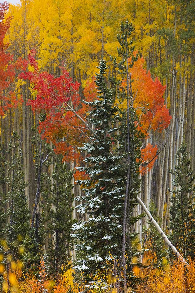  Vail Fall Foliage Photos