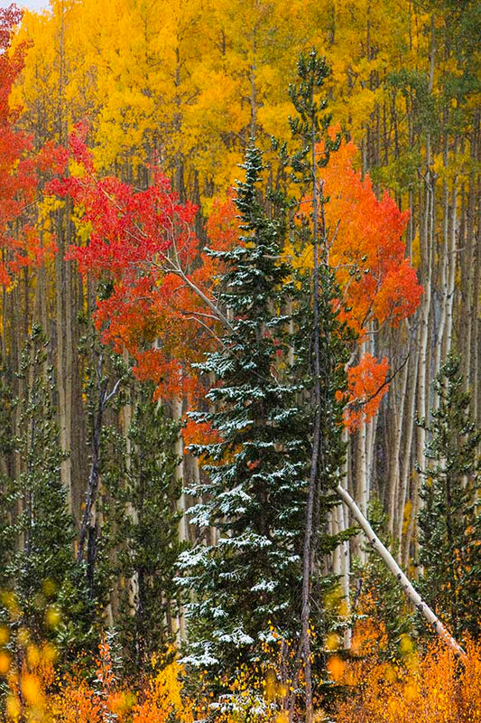  Vail Fall Foliage Photos