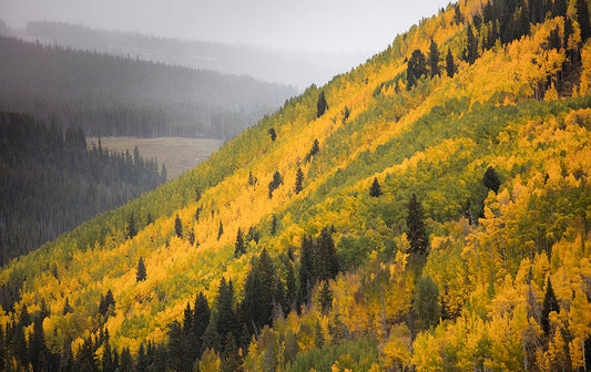 Vail Mountain Trees Photos