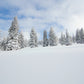 Vail Snow Powder Trees Photos