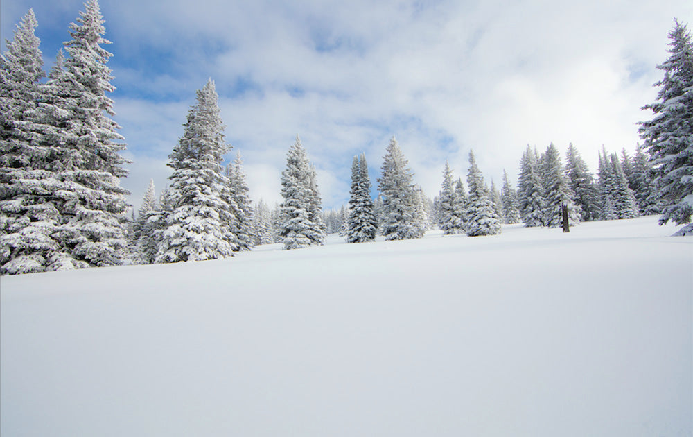 Vail Snow Powder Trees Photos