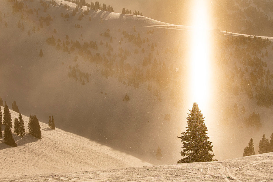 Vail Tree Photos