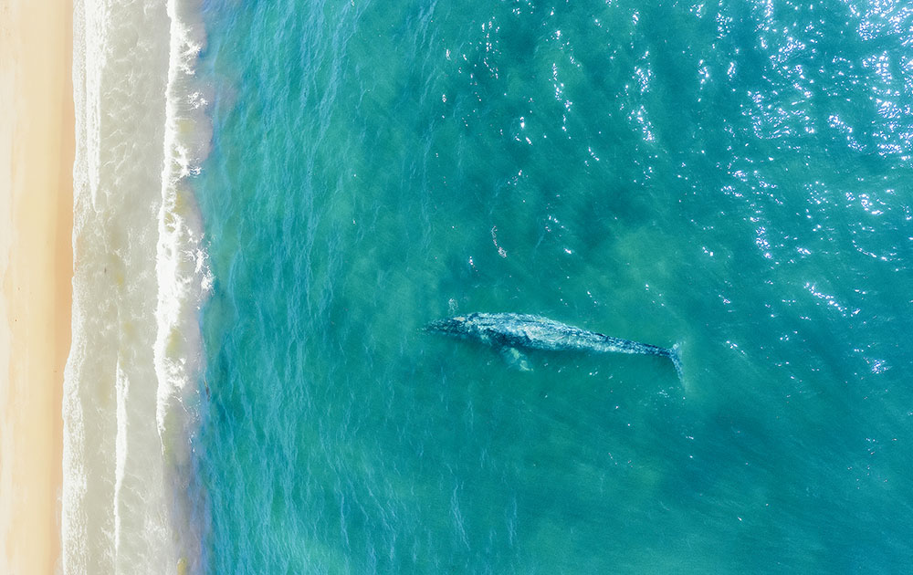 Whale Near California Shore Photos