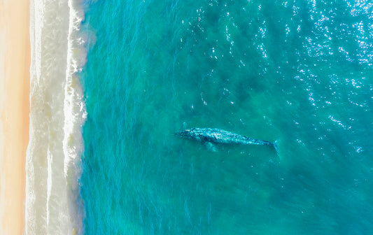 Whale Near California Shore Photos
