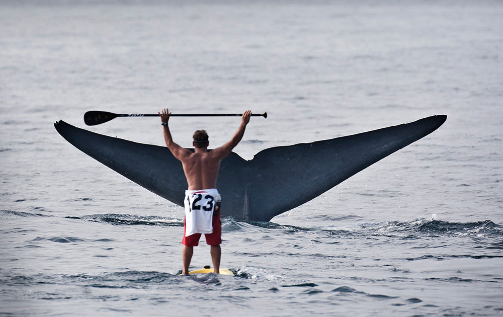 Whale Tail Next to Surfer Photos