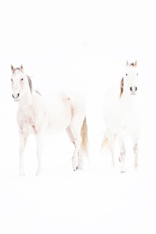 Pony Up - White Snow Horses Photo
