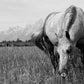 Wyoming Horse Meadow Photos