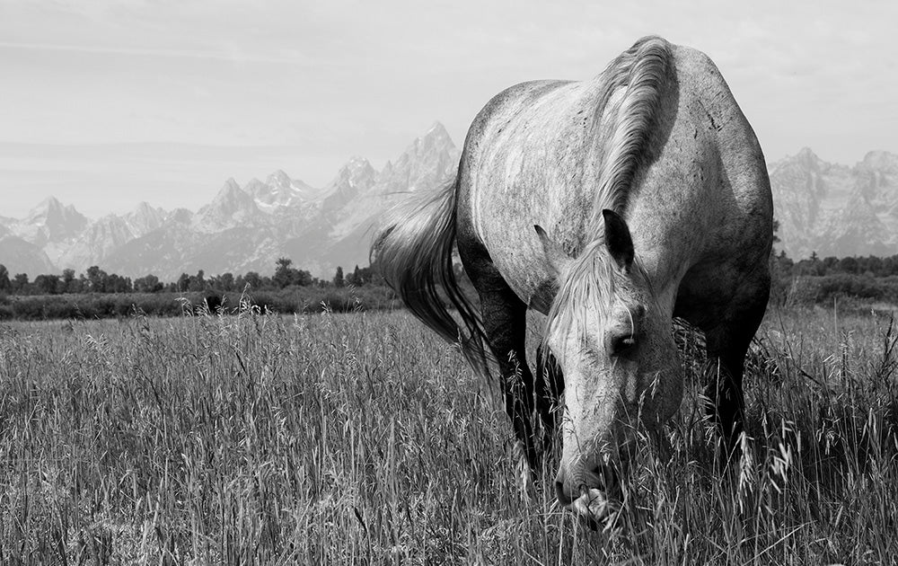 Wyoming Horse Meadow Photos