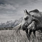 Wyoming Horse Photo Photos