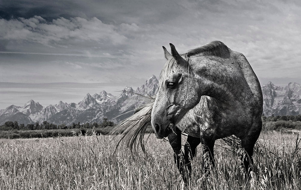 Wyoming Horse Photo Photos