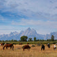 Wyoming Wild Horses Photos