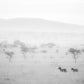 Z is for Zebra - Fine Art Nature Photography