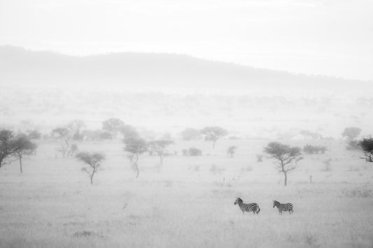 Z is for Zebra - Fine Art Nature Photography