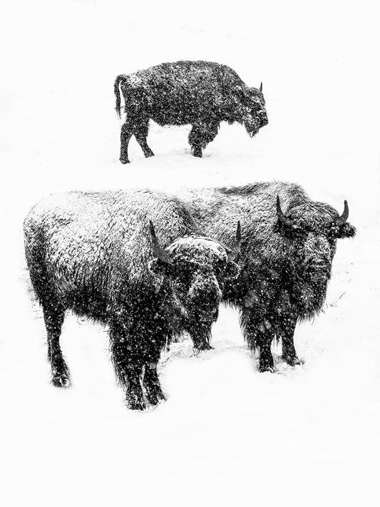 American Buffalo - Snow Buffalo Photography