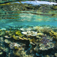 Sea Trees - Tahiti Coral Reef Photos