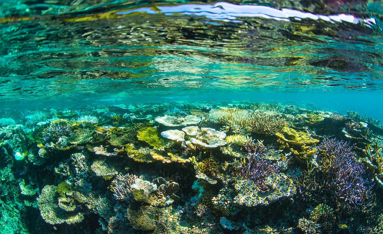 Sea Trees - Tahiti Coral Reef Photos