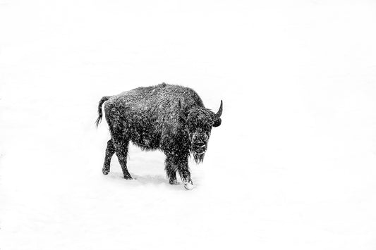 Cowboy Killer - Utah Buffalo in Snow Photos