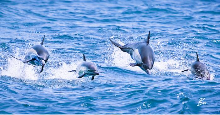 I'd Rather Be a Dolphin Beach Towel