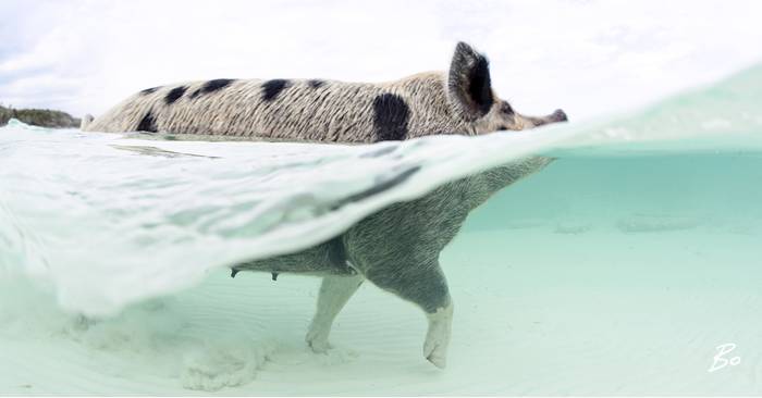 When Pigs Swim Beach Towel