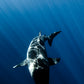 Great White - Guadalupe Islands Great White Shark Photos