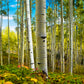 Spring Aspens - Vail Aspen Trees Photos