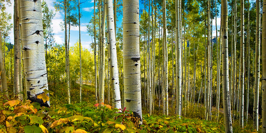 Spring Aspens - Vail Aspen Trees Photos