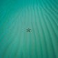 Starfish - Bahamas Starfish Photos