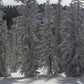 The Long Hike Out - Vail Snowy Evergreen Trees Photos