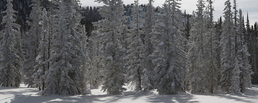 The Long Hike Out - Vail Snowy Evergreen Trees Photos